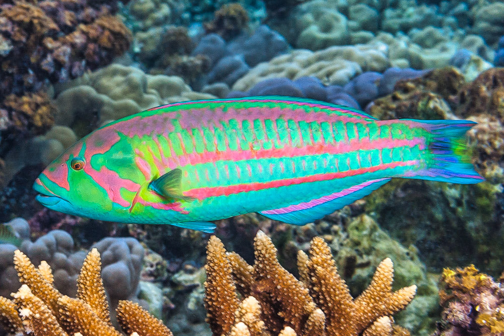 A colorful tropical fish swims among the vibrant coral reef, its body adorned with a pattern of stripes in shades of green, pink, and blue.