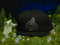 Sleep Paralysis Demon Limited Edition Hats Findlay Hats 
