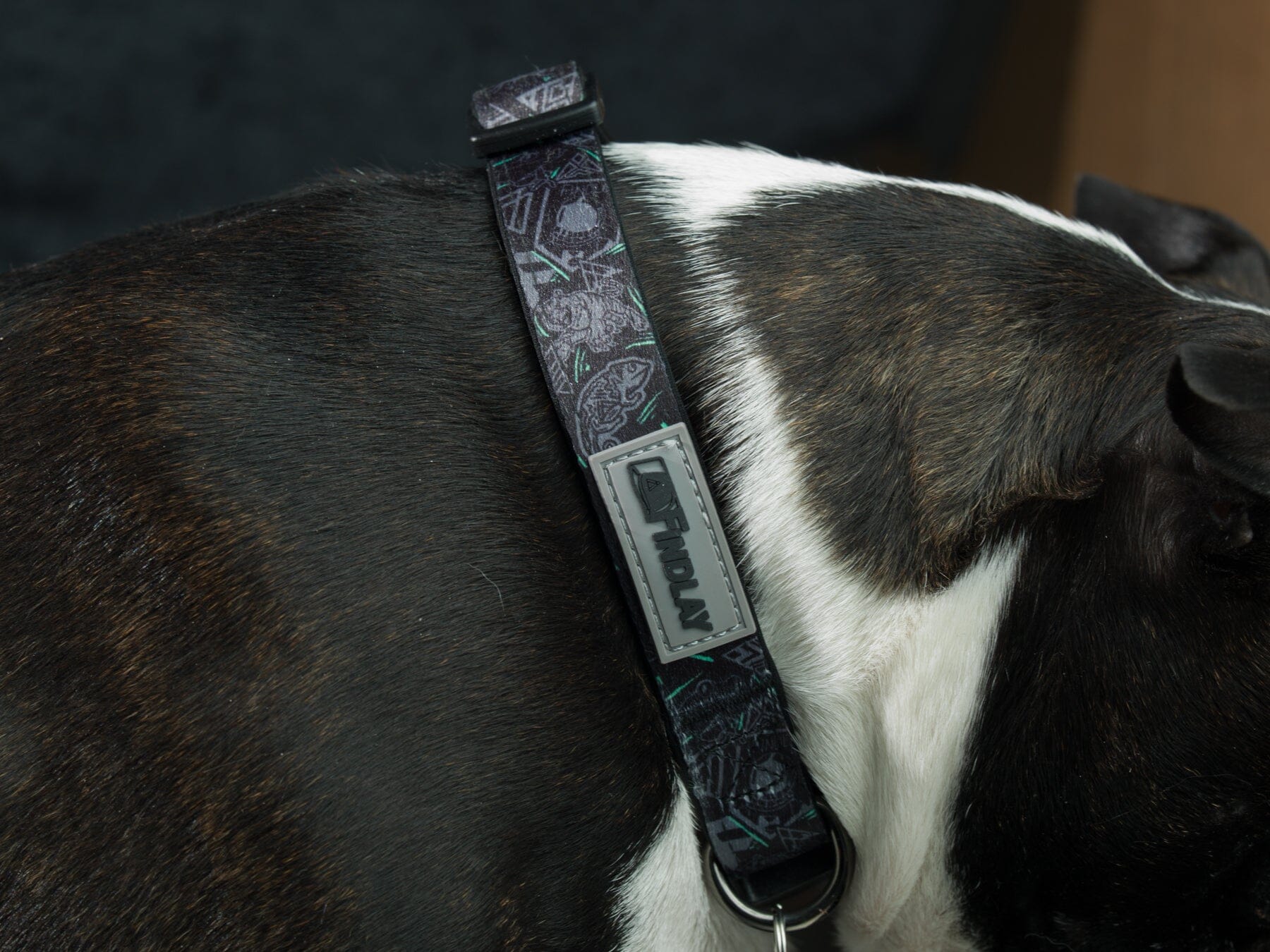 Findlay Dog Collar Limited Edition Hats Findlay Hats