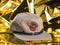 Dorian's Monkey Paw (1 of 36) Limited Edition Hats Findlay Hats 