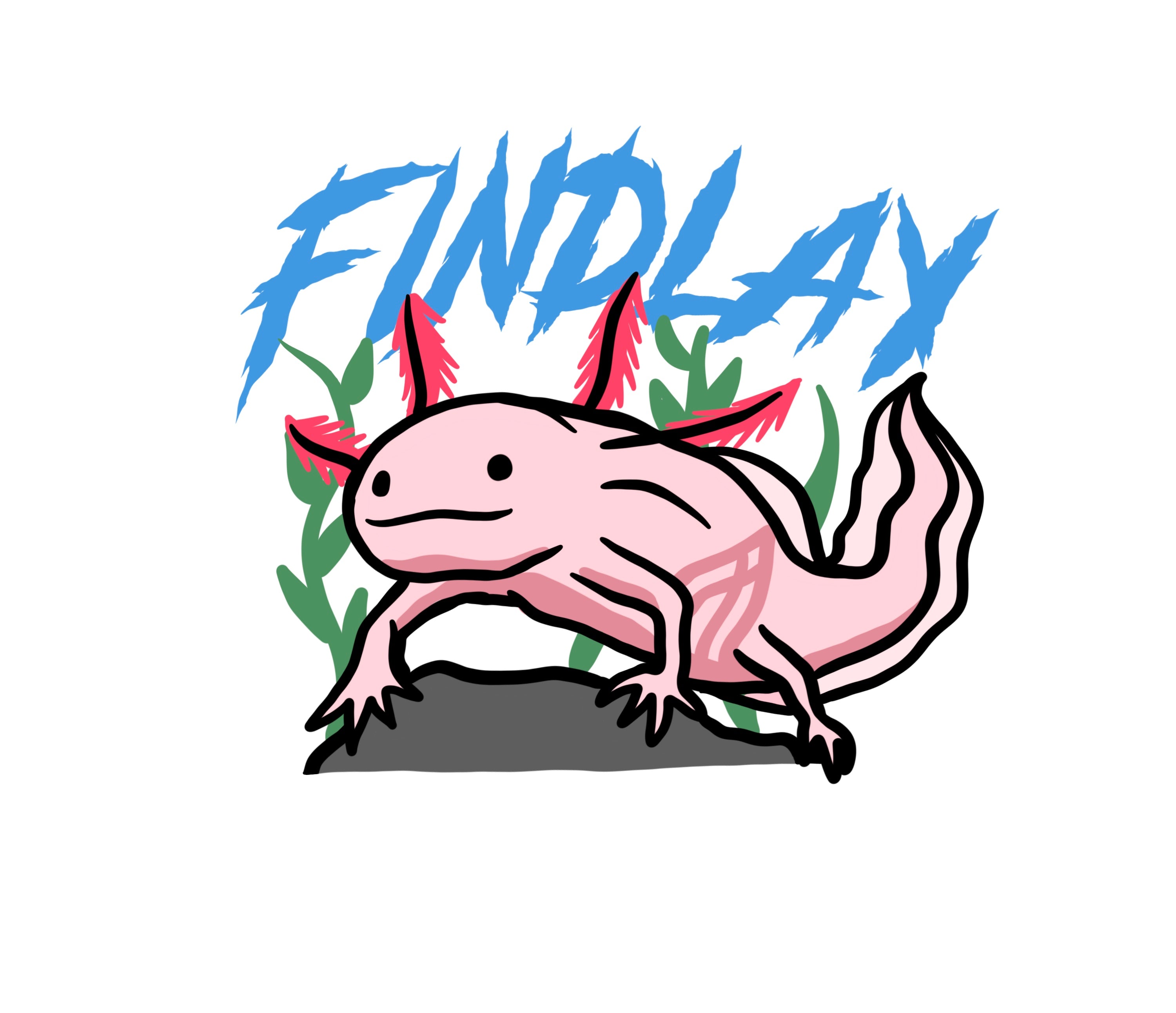 A cartoon illustration of an axolotl, a type of salamander, with the text "FINDLAY" written above it.